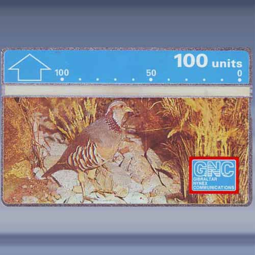 Barbary Partridge